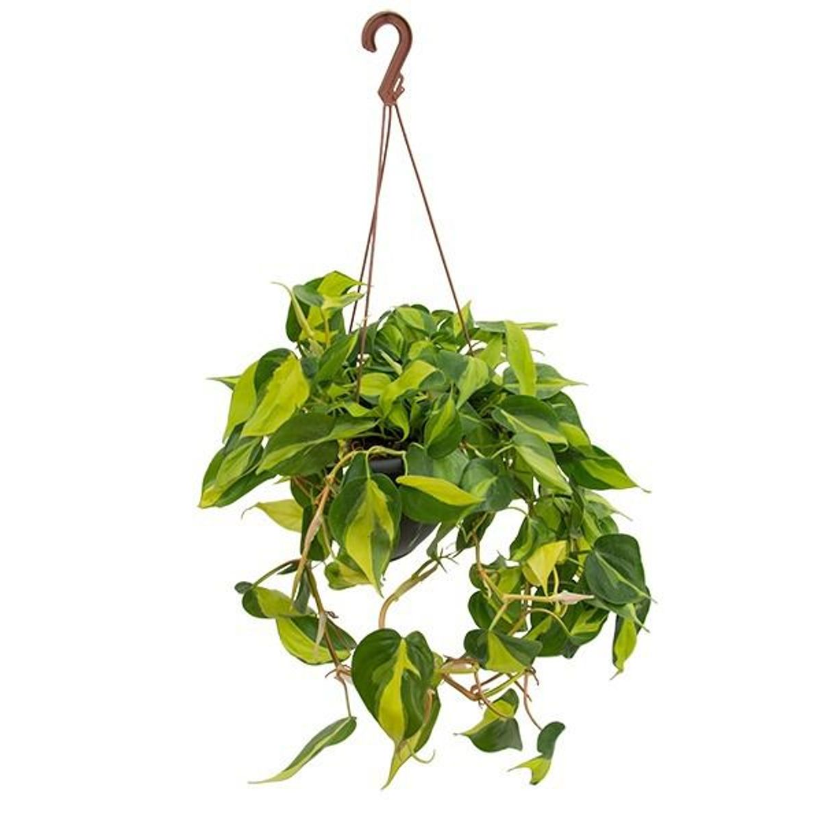 Planta Philodendron Brasil C21 Pendente, marca  - Foto 2