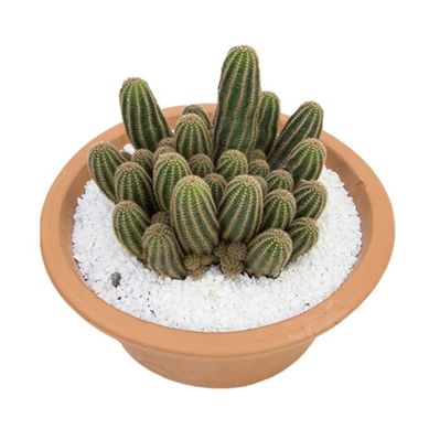 Cactus C32 Decorado