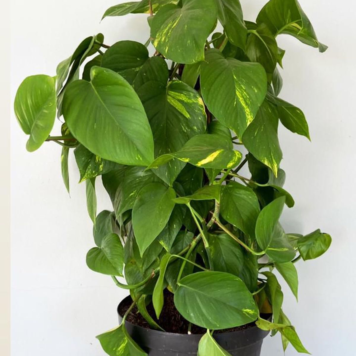 Planta Jiboia Verde Pote30, marca  - Foto 2