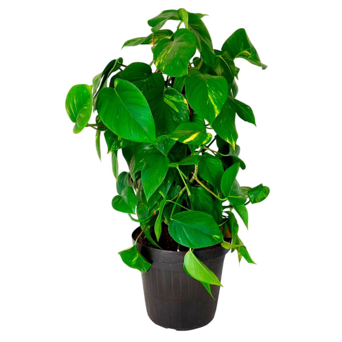 Planta Jiboia Verde Pote30, marca  - Foto Principal
