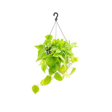 Planta Philodendron Amarelo C21 Pendente