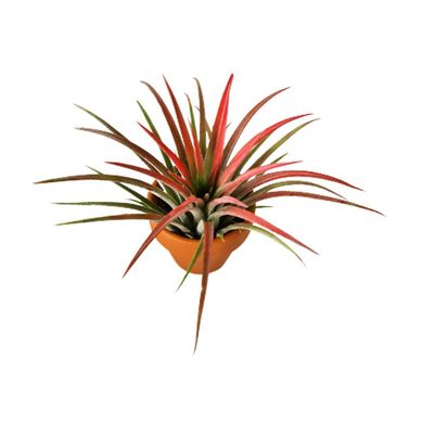 Planta Bromelia Tillandsia Ionantha Pote5