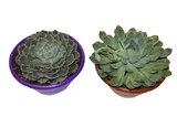 Planta Echeveria Cuia 18
