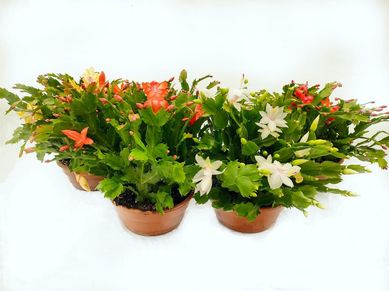 Flor de Maio C21