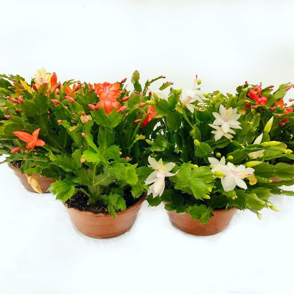 Flor de Maio Cuia 21 Sortida Planta Natural, marca  - Foto Principal