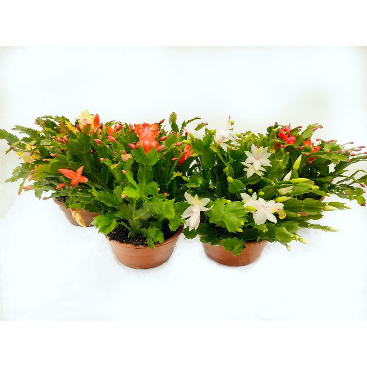 Flor de Maio Cuia 21 Sortida Planta Natural, marca  - Foto Principal