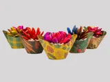 Planta Suculenta Colors C13