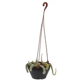 Cactus Rabo de Macaco C21