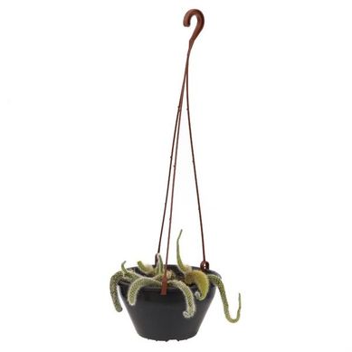Cactus Rabo de Macaco C21