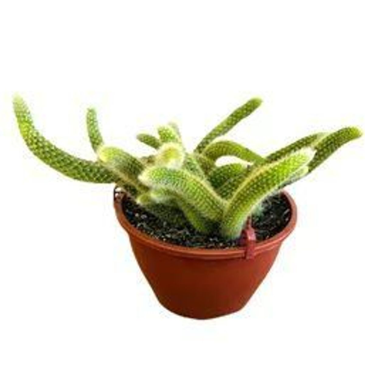 Cactus Rabo de Macaco C21, marca  - Foto 2