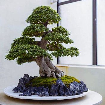Plantas Artificiais