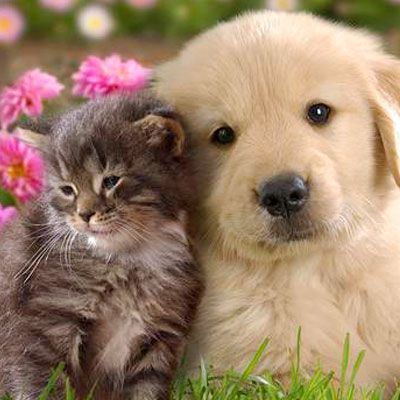 Pet Shop