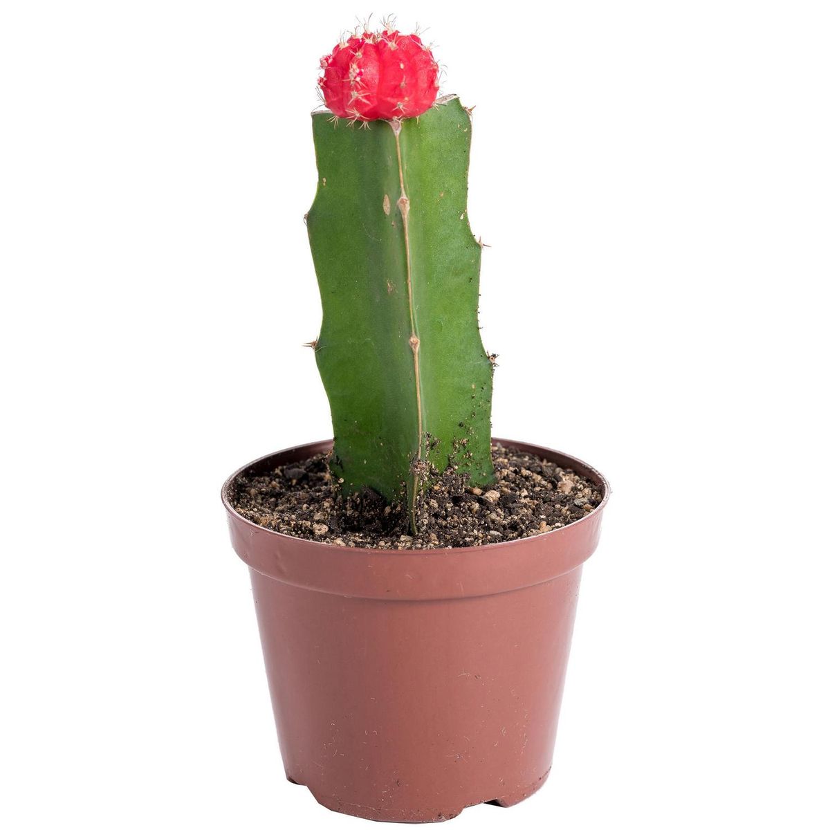 FEROXCACTUS - Cactus Injertado 14 cm Natural CT8