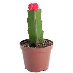 FEROXCACTUS - Cactus Injertado 14 cm Natural CT8