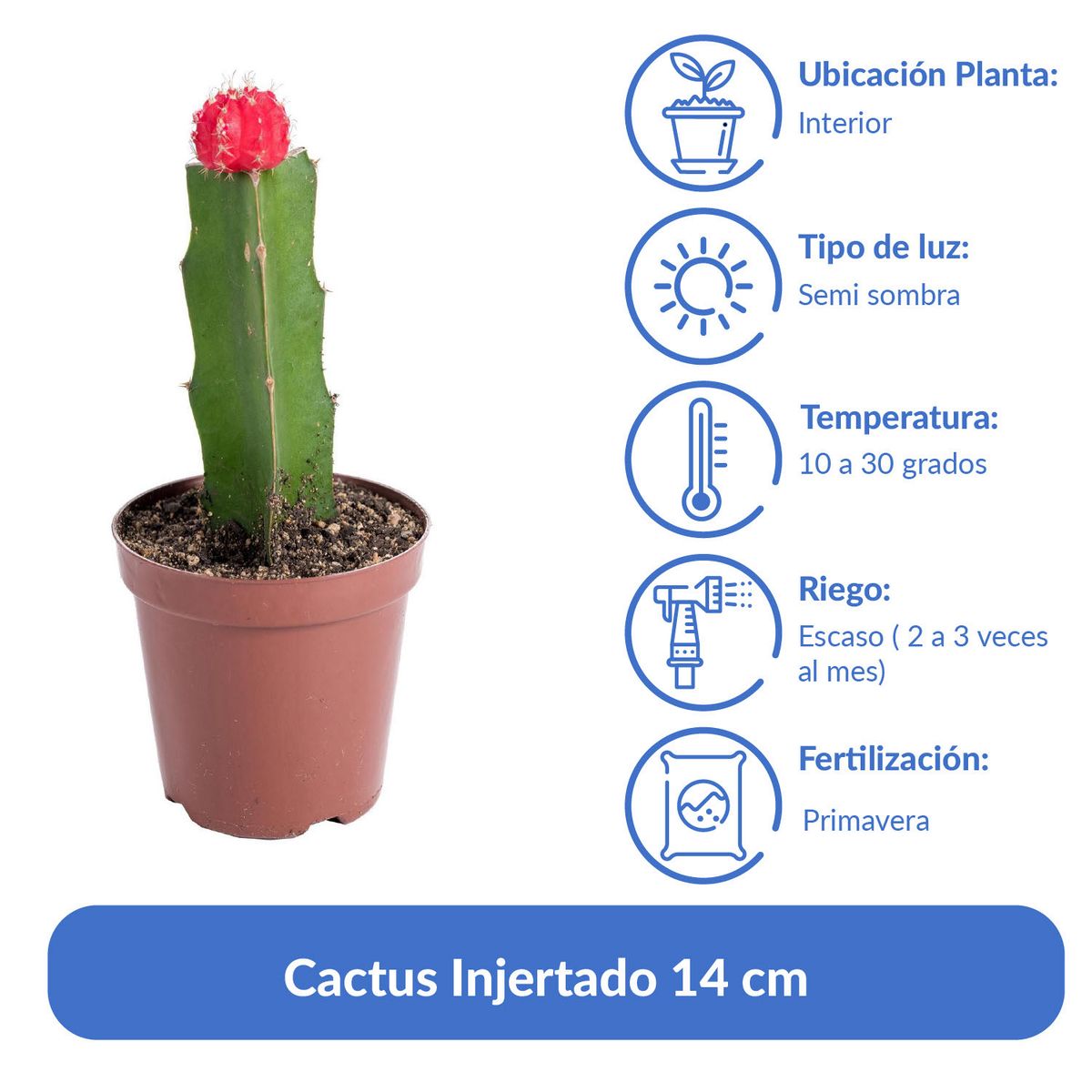 FEROXCACTUS - Cactus Injertado 14 cm Natural CT8