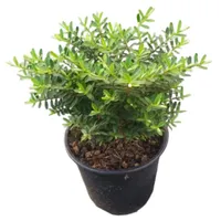 Arbusto Verónica Prostrata Natural