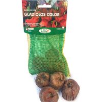 Bulbo gladiolo 4 unidades