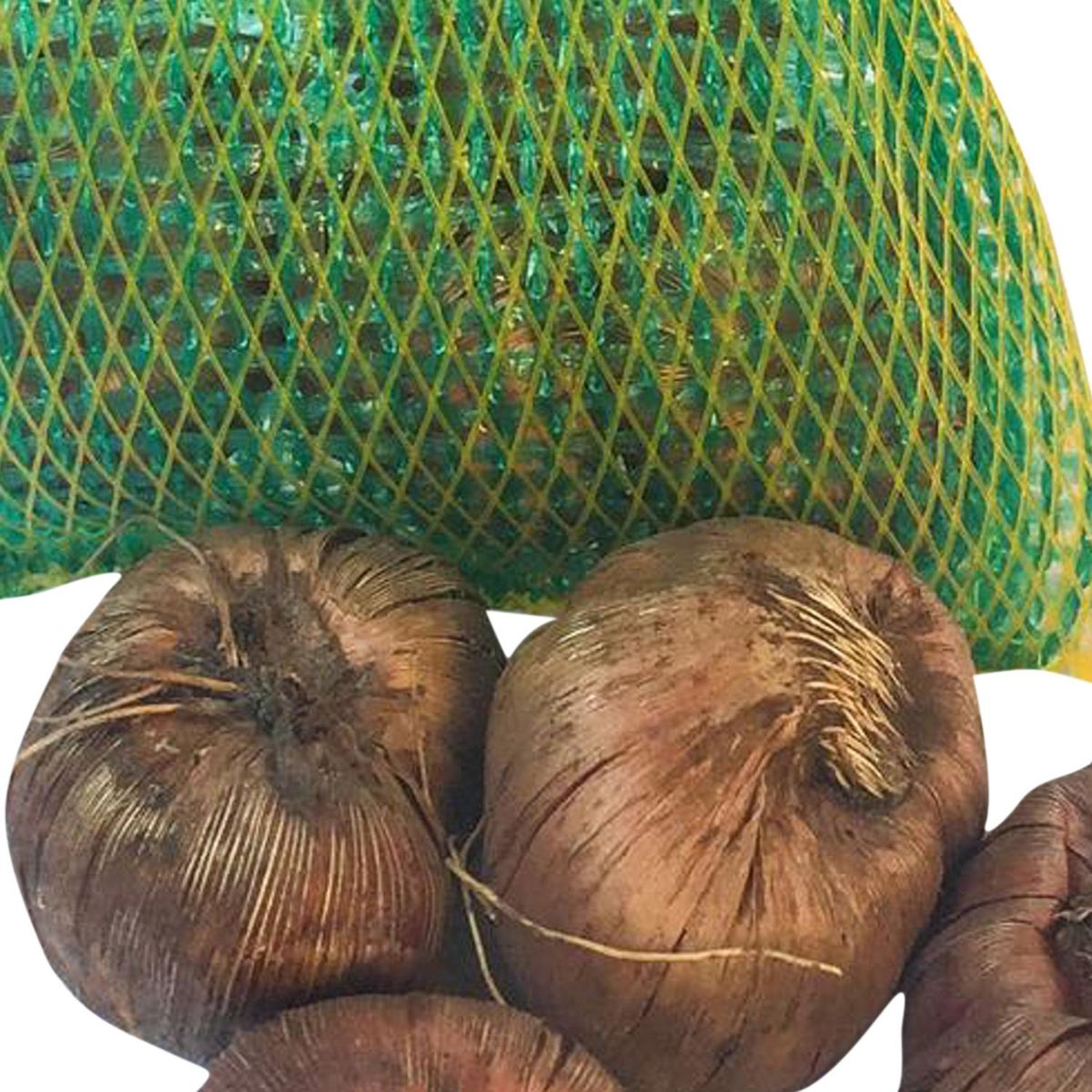 ERGO - Bulbo gladiolo 4 unidades