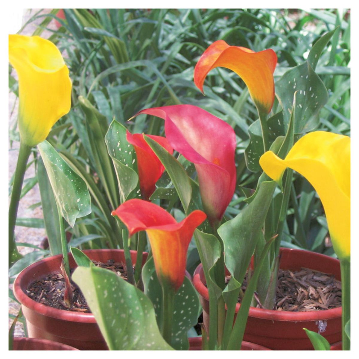 ERGO - Bulbo cala surtido 2 unidades