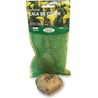 Bulbo cala amarillo
