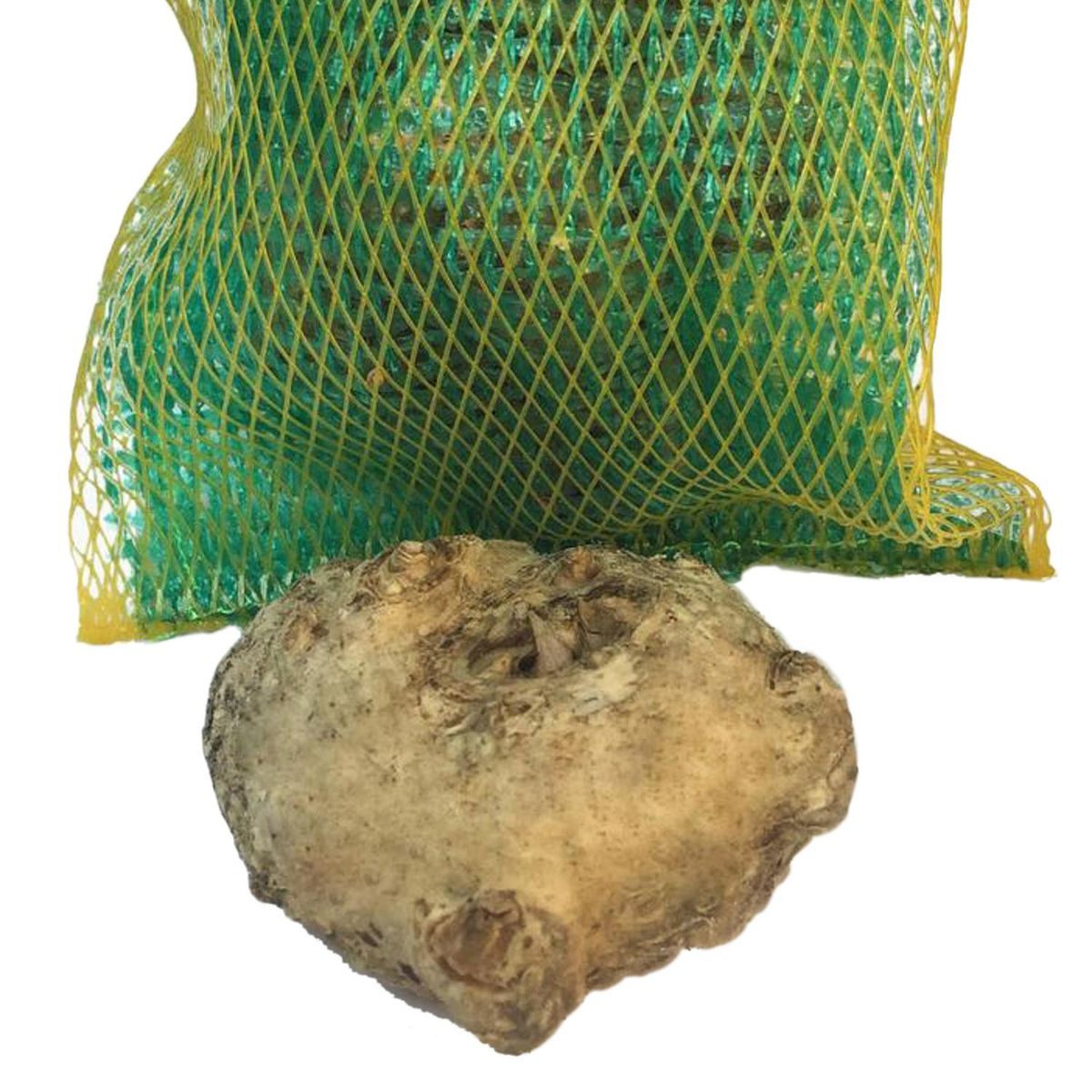 ERGO - Bulbo Cala Amarillo 