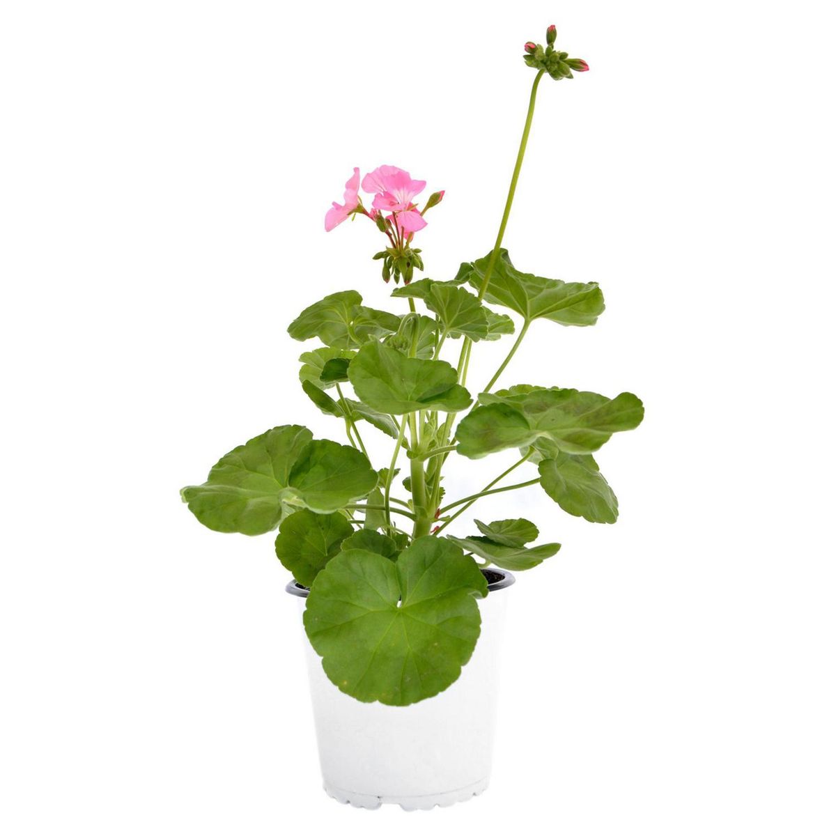 LAS BANDURRIAS - Geranio 30 cm Natural CT15