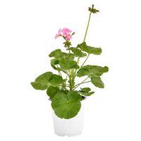 Geranio 30 cm Natural CT15
