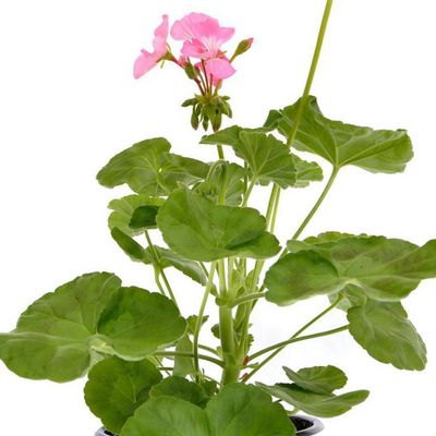 Imagen 2 del producto Geranio 30 cm Natural CT15