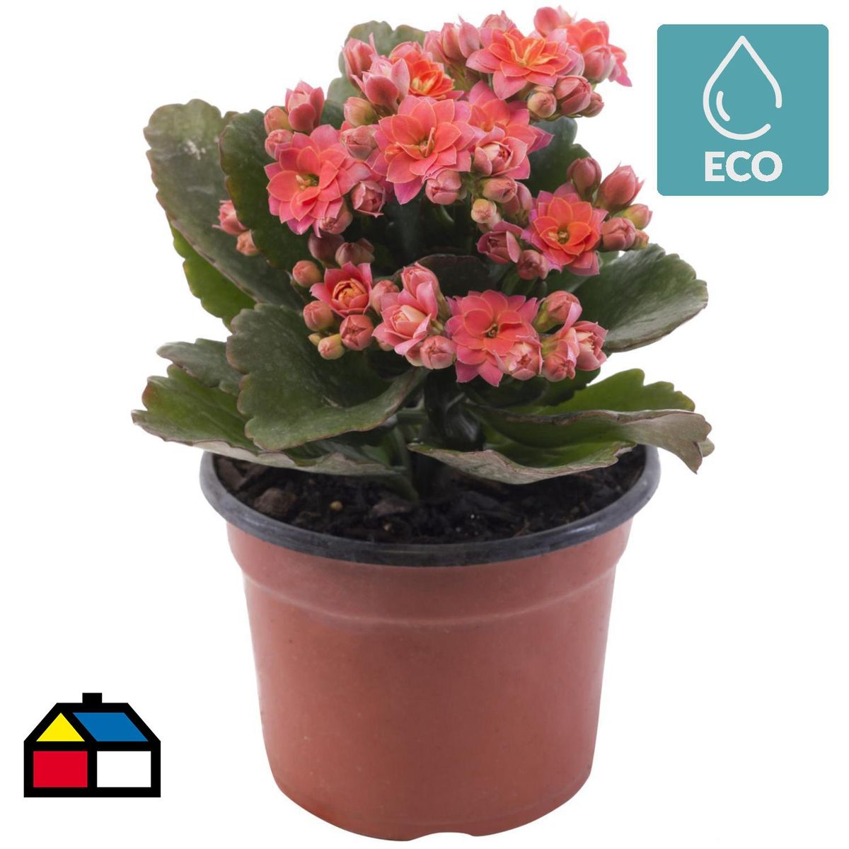 VIVEROS HIJUELAS - Kalanchoe Colores 20 cm Natural CT10