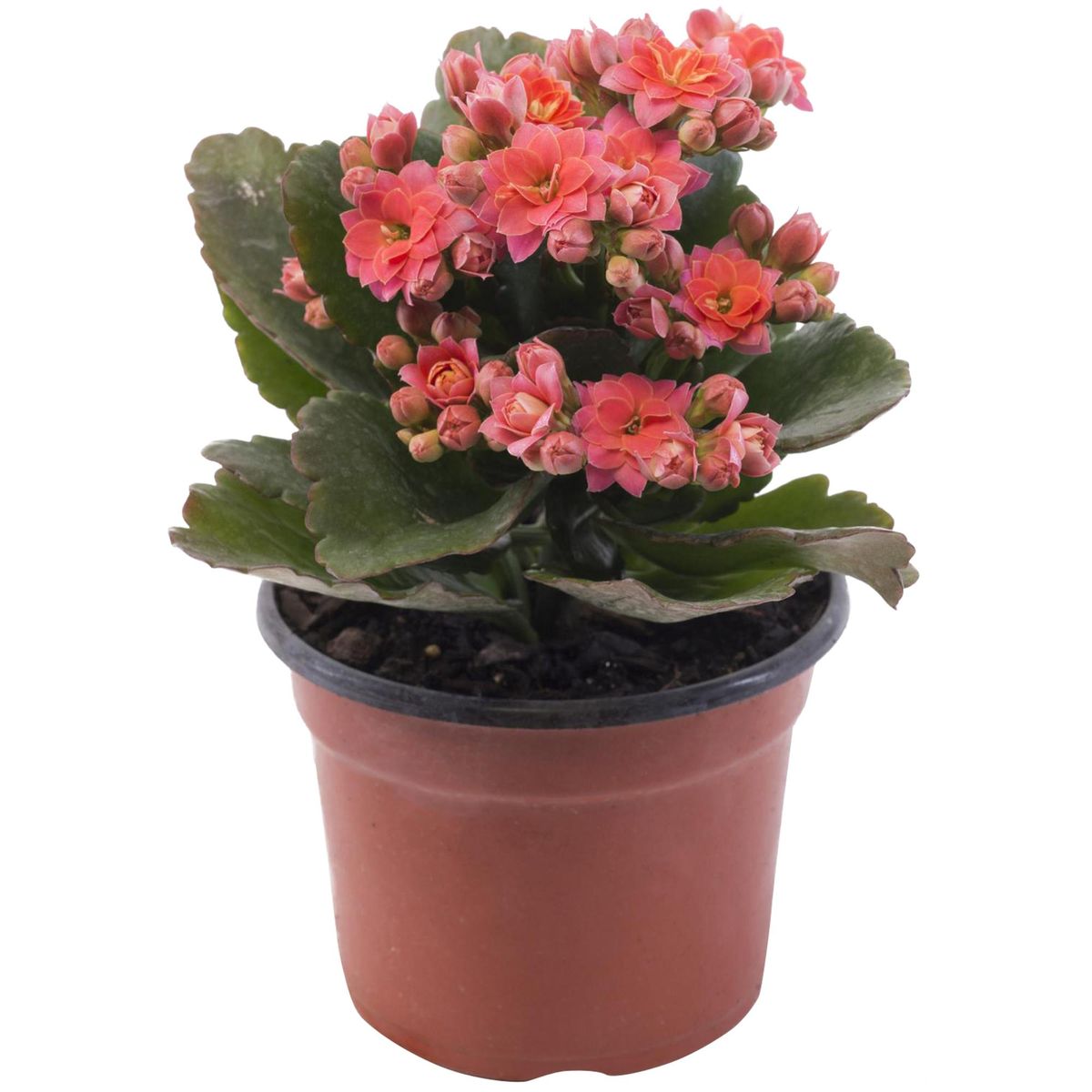 VIVEROS HIJUELAS - Kalanchoe Colores 20 cm Natural CT10