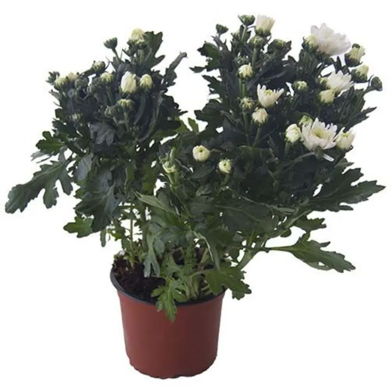 Crisantemo Blanco 40 cm Natural CT15