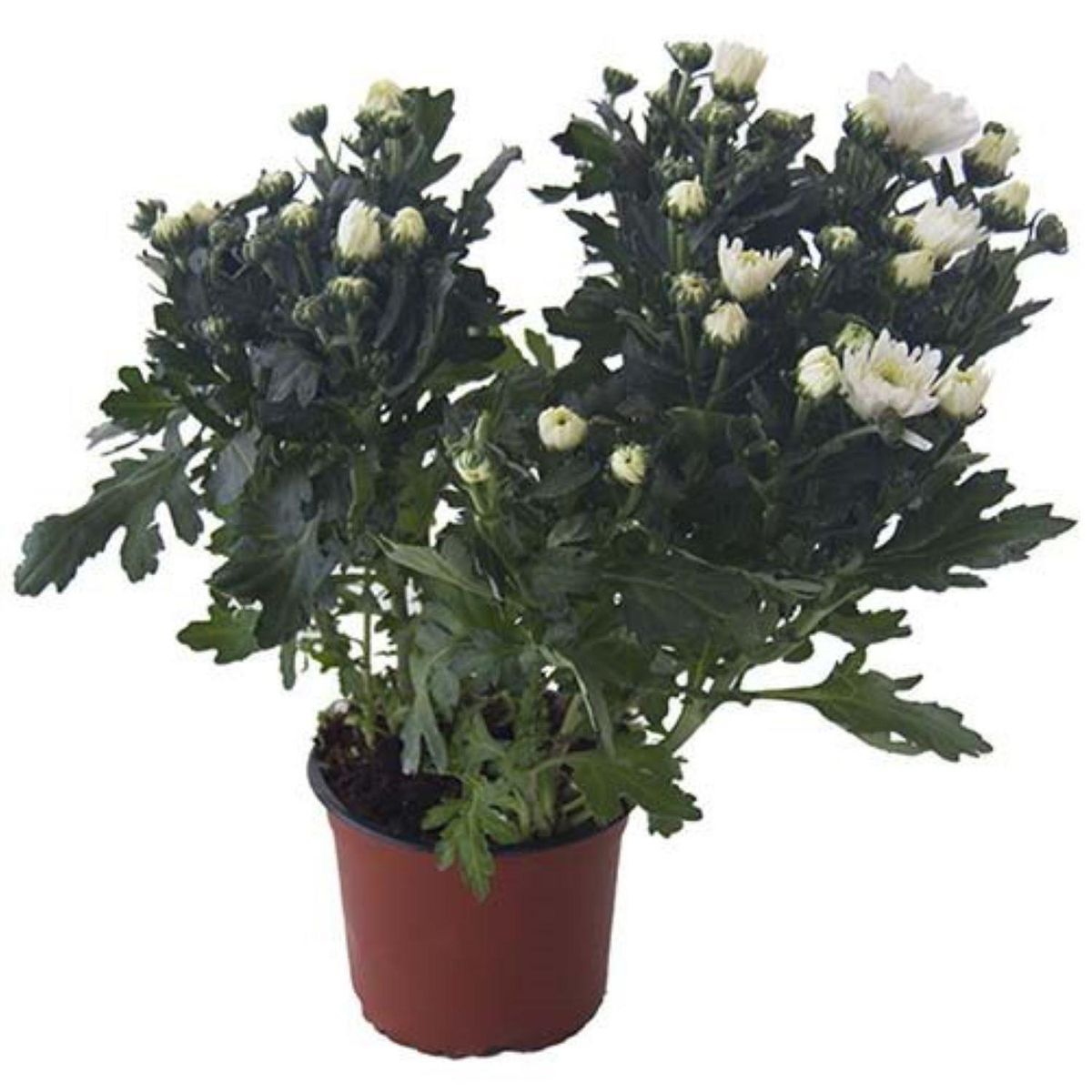 LAS BANDURRIAS - Crisantemo Blanco 40 cm Natural CT15