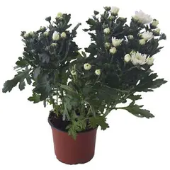LAS BANDURRIAS - Crisantemo Blanco 40 cm Natural CT15