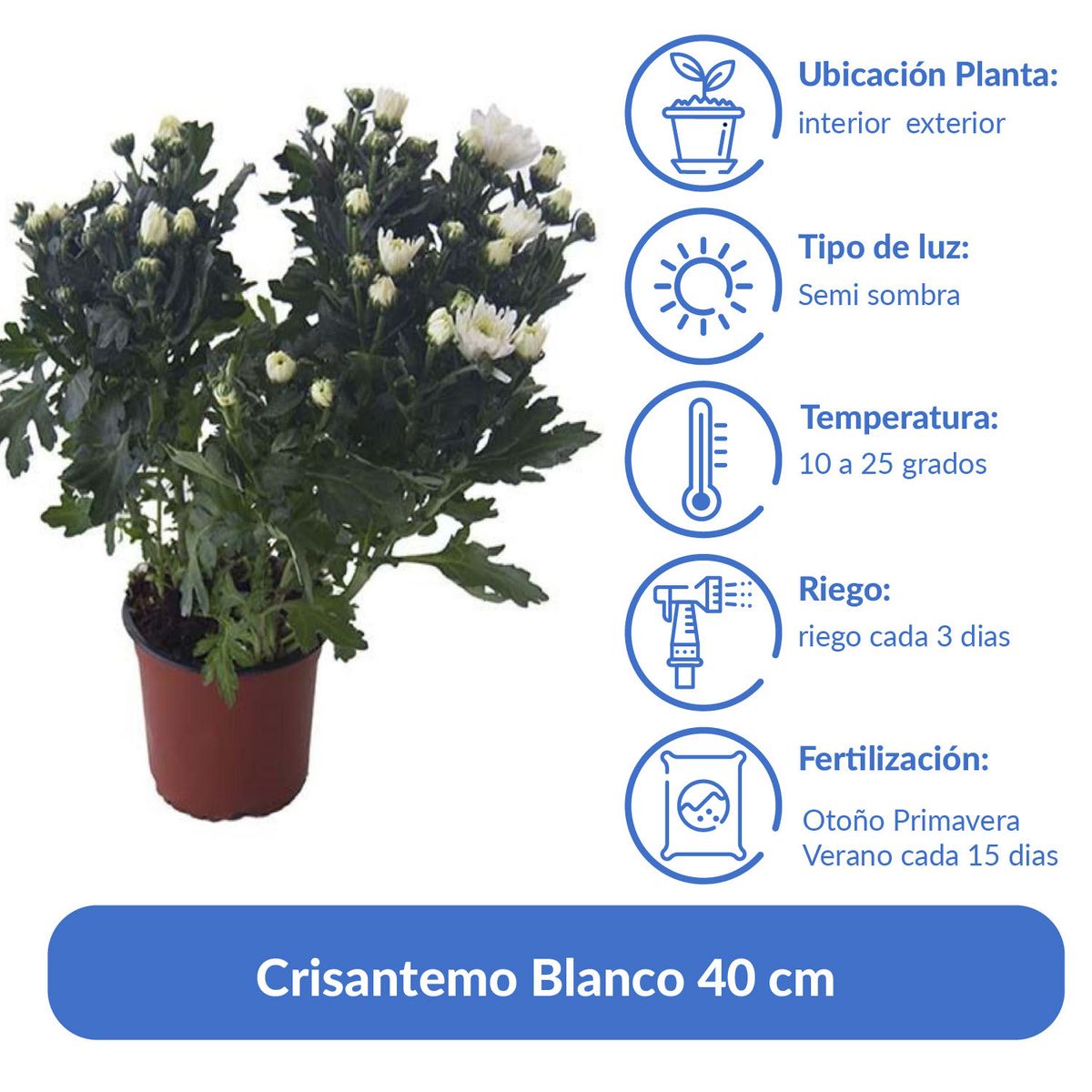 LAS BANDURRIAS - Crisantemo Blanco 40 cm Natural CT15