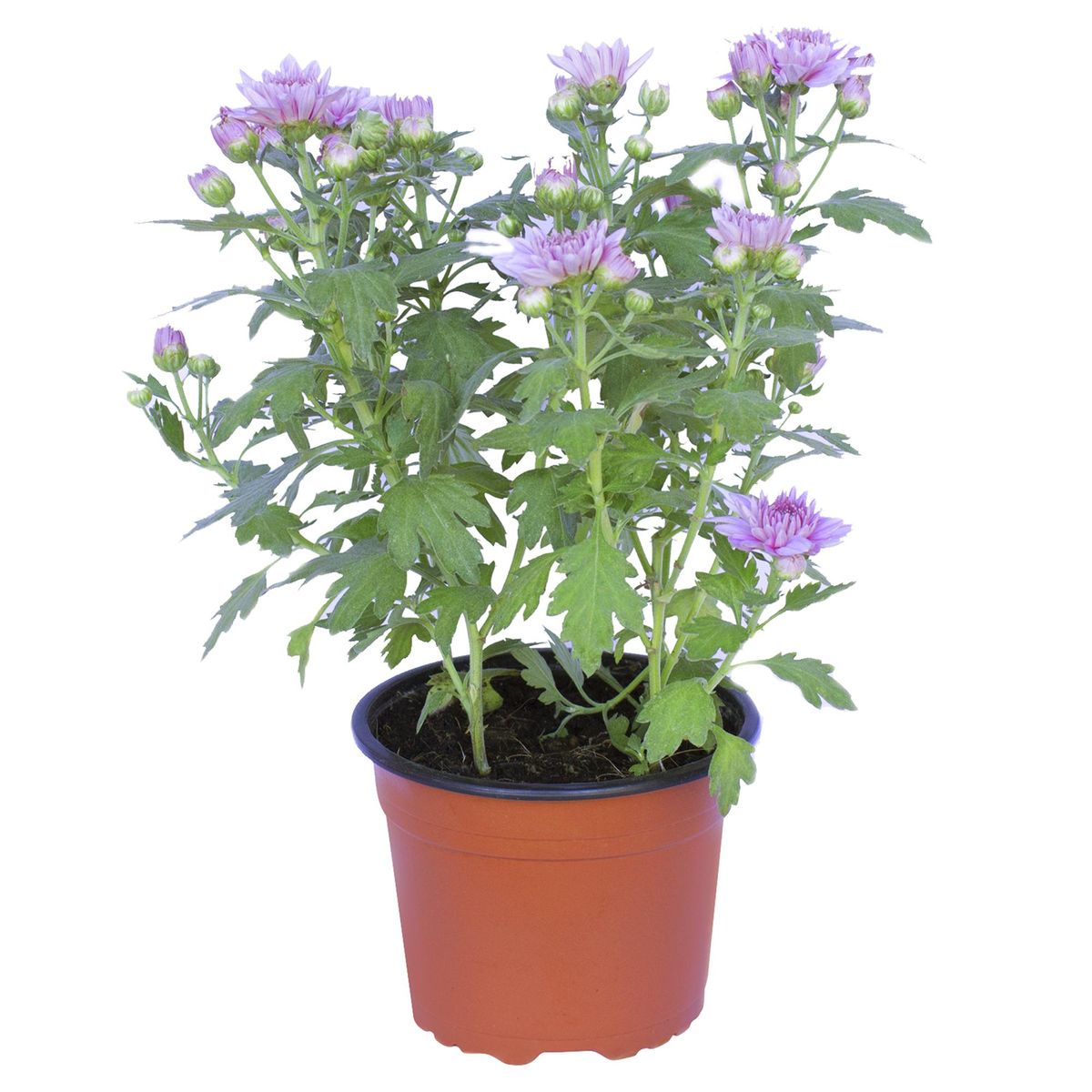 LAS BANDURRIAS - Crisantemo Colores 30 cm Natural CT15