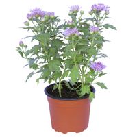 Crisantemo Colores 30 cm Natural CT15