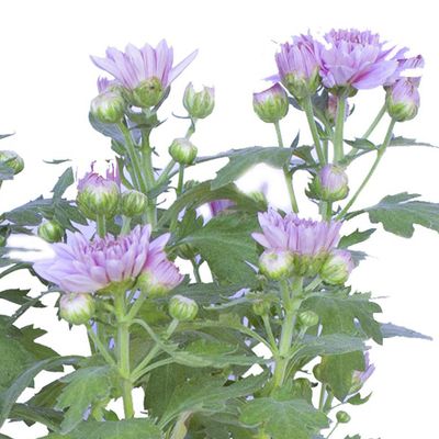 Imagen 2 del producto Crisantemo Colores 30 cm Natural CT15