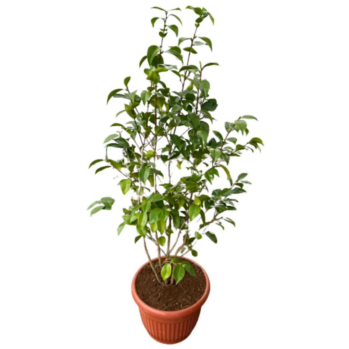 LAS BANDURRIAS - Camelia 30 cm Natural CT35