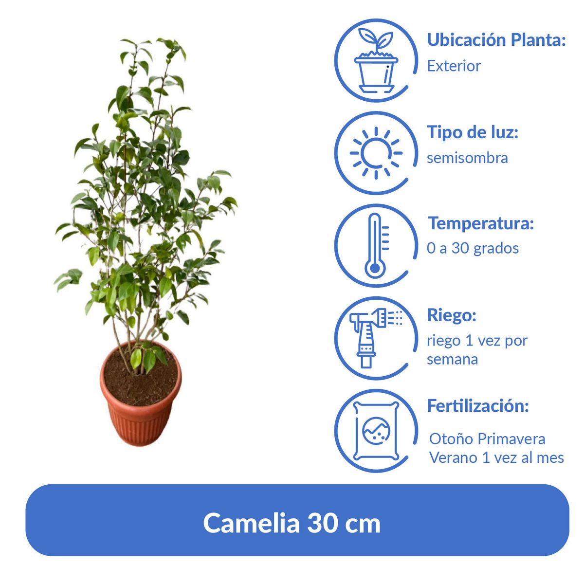 LAS BANDURRIAS - Camelia 30 cm Natural CT35