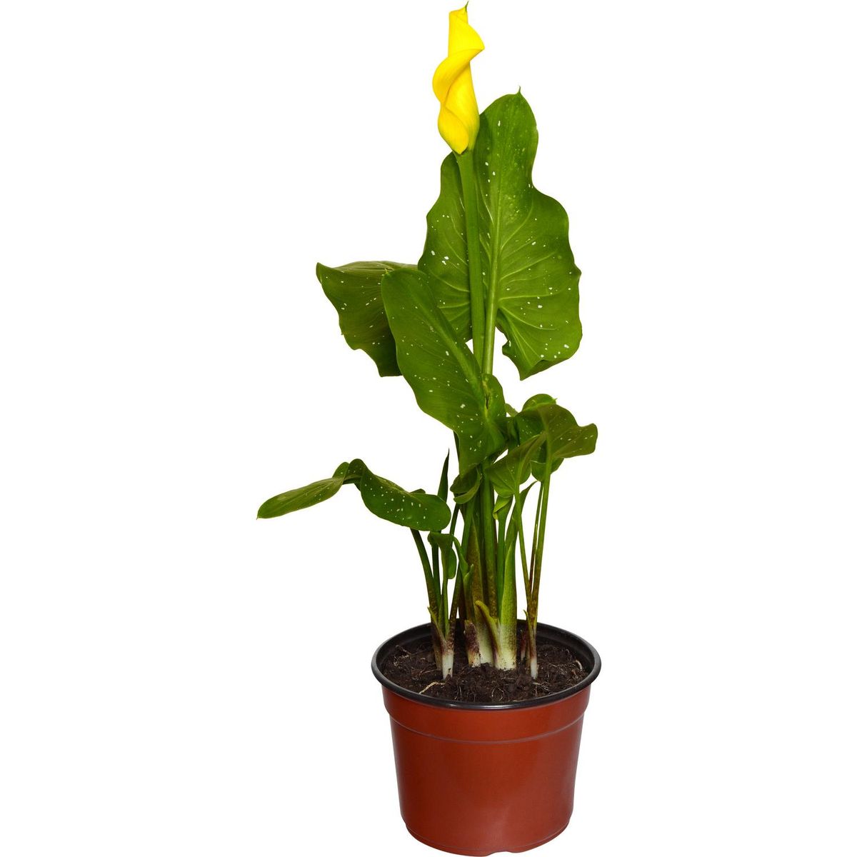 VIVEROS HIJUELAS - Cala Color 20 cm Natural CT14