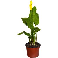 Cala Color 20 cm Natural CT14