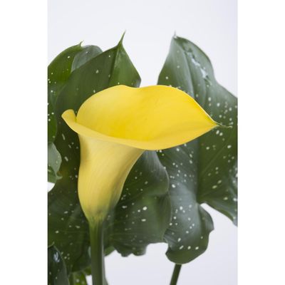 Imagen 2 del producto Cala Color 20 cm Natural CT14