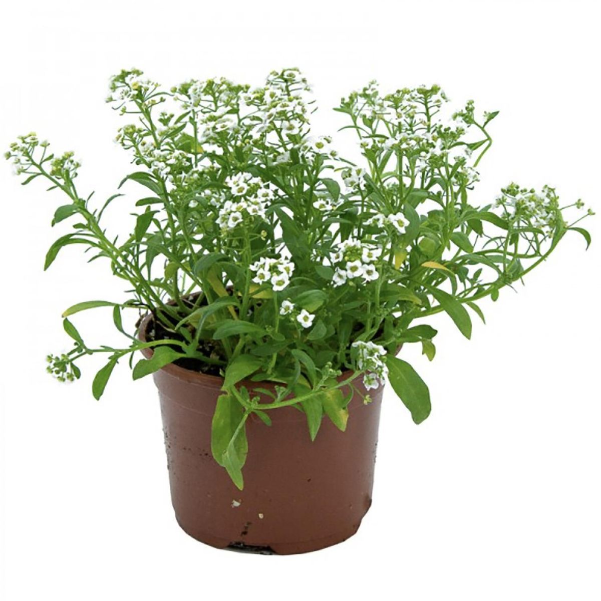 LAS BANDURRIAS - Alissum 10 cm Natural CT10