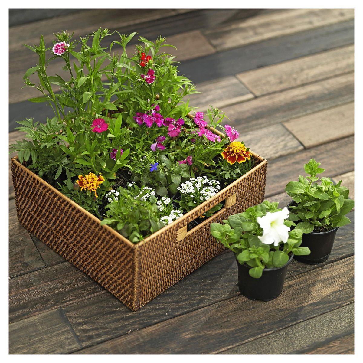 LAS BANDURRIAS - Alissum 10 cm Natural CT10