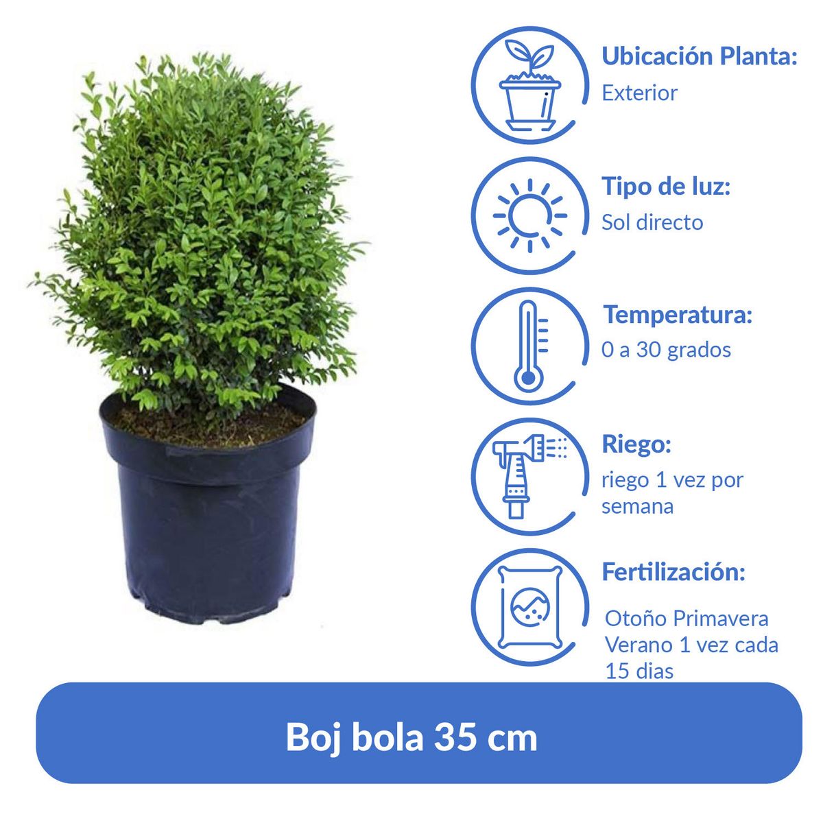 LAS BANDURRIAS - Arbusto Boj Bola Natural 