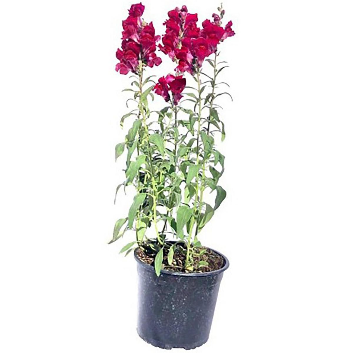 LAS BANDURRIAS - Perrito 30 cm Natural CT10