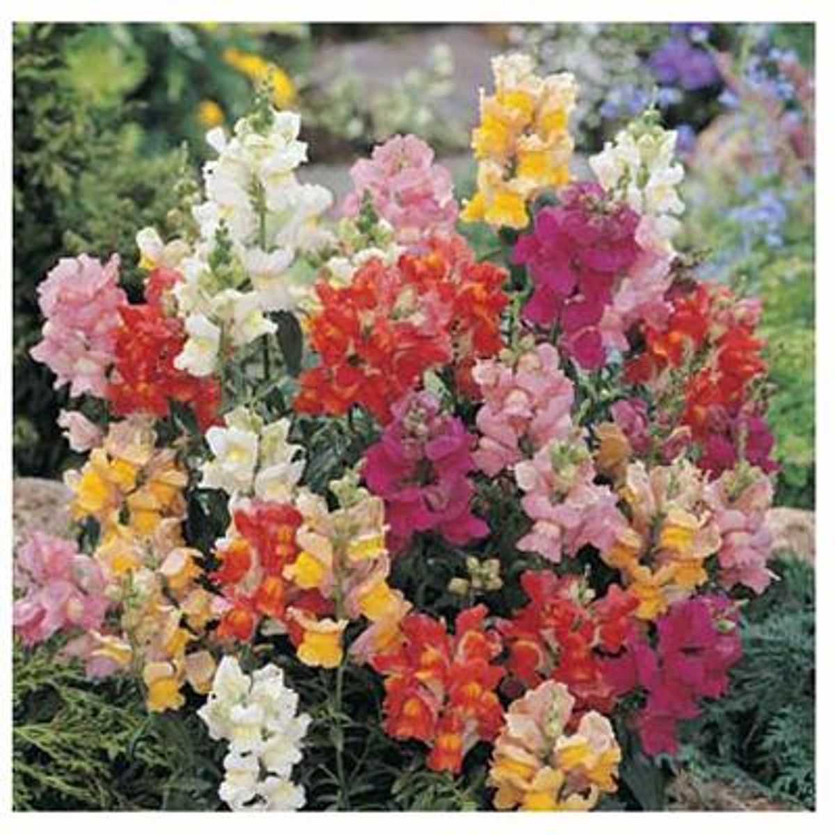 LAS BANDURRIAS - Perrito 30 cm Natural CT10