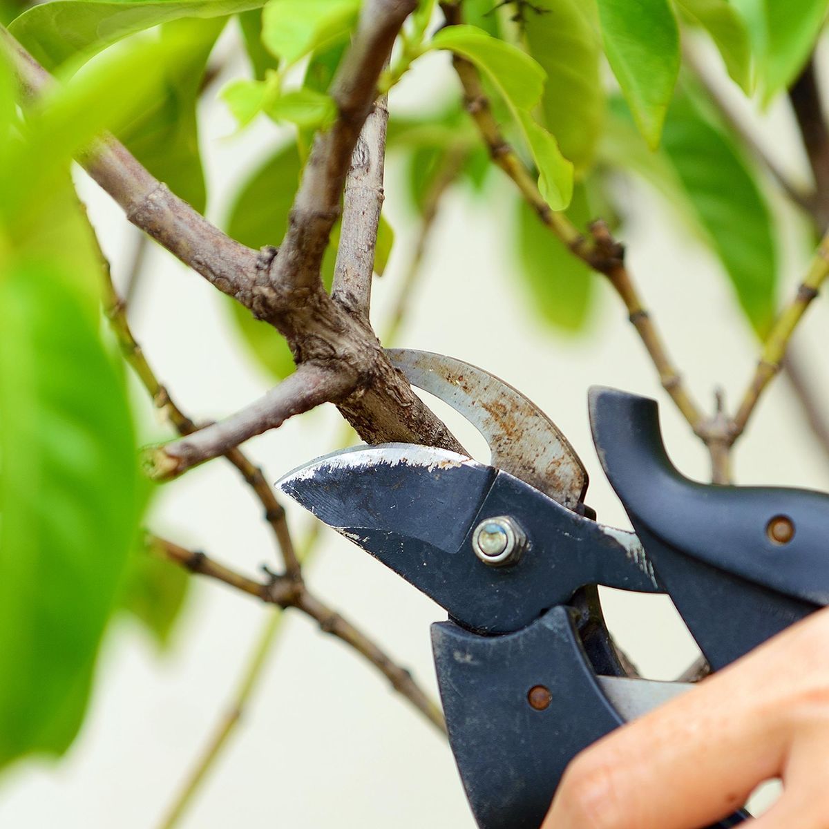 ERGO - Tijera bypass para jardín de acero verde