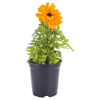 Clavelon 10 cm Natural CT11