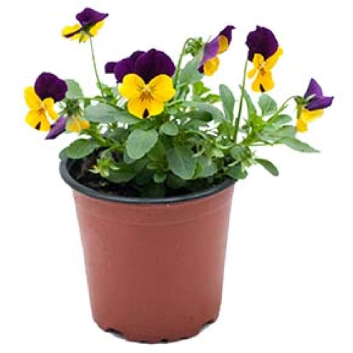 LAS BANDURRIAS - Viola Mini Multiflor 10 cm Natural CT12